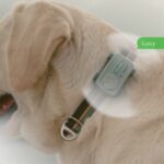 گوشی هوشمند برای حیوان خانگی